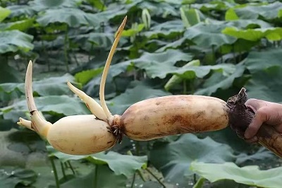 華逸府聯(lián)手湖北洪湖藕、江永芋頭，為您帶來健康原生態(tài)食材